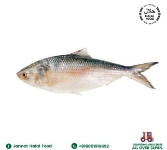 Hilsha Fish (1.2-1.3 kg)