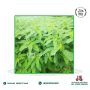 Dhaincha Leaves ( 100g )