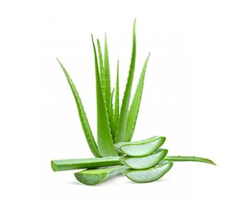 Aloe Vera 2Pic (1Kg)