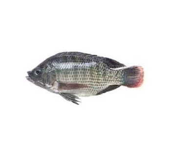 Cleaned Tilapia-1pic (400-600g)