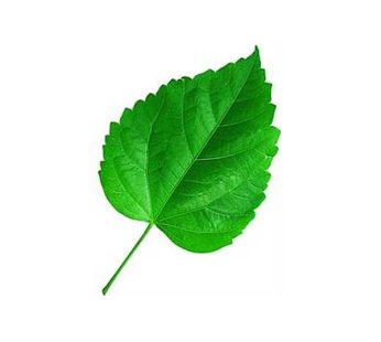 Fresh hibiscus leaves (100g)