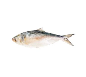 Hilsha Fish (1.2-1.3 kg)