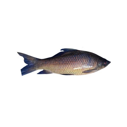 Kalibaush Fish (800-1000g) 1 Pc